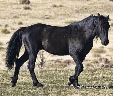 The bride of three demons ( demon todobakudeku x human reader ) - Part 11 the day with bakugou - Wattpad Black Mustang Horse, Mustangs Horse, Fantasy Mounts, Mustang Makeover, Mustang Horses, Star Stable Horses, Black Mustang, Stallion Horses, Horse Coats