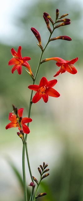 Crocosmia Lucifer, Australian Natives, Spring Wedding Colors, Ideas Casa, Flowers Red, Trendy Flowers, Wild Nature, Colorful Garden, Tropical Garden