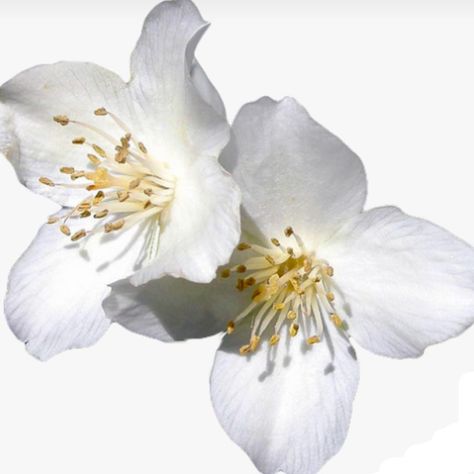 𝕴𝖈𝖊𝖑𝖆𝖓𝖉 𝕱𝖔𝖝 White Flower Png, White Backround, A Level Art Sketchbook, Jasmine Flowers, Flower Collage, Transparent Flowers, Flower Icons, Jasmine Flower, Cherry Blossom Flowers