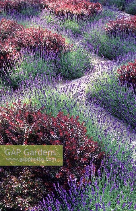 Heather Garden Ideas, Heather Garden, Knot Gardens Design, Knot Garden Design Ideas, Knot Garden, Berberis Thunbergii, Small Garden Shrubs, Garden Shrubs Evergreen, Berberis Thunbergii Atropurpurea