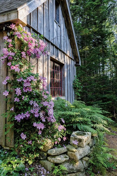 Plants Growing On House Exterior, Nantucket Landscaping Ideas, New England Cottage Garden, Maine Garden Ideas, Native Shade Garden, Native Garden Landscaping, Vermont Gardening, Woodsy Garden, Native Plant Landscaping