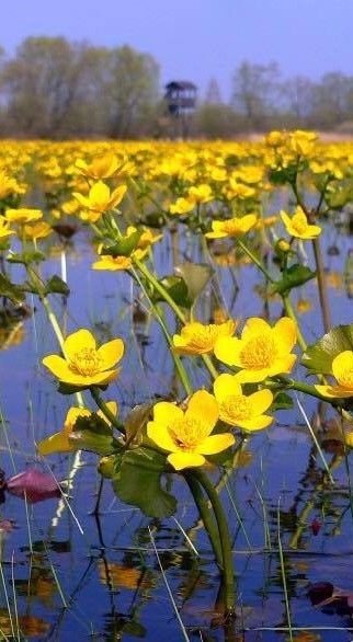 Marsh Marigolds in the Biebrza River Poland in Spring Marigold Field, Bialowieza Forest, Beautiful Poland, Marsh Marigold, Flowers Field, Tatra Mountains, Lodz, Wroclaw, Krakow