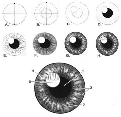 Teaching Drawing For Beginners, Eyes At Different Angles, Portrait For Beginners, Diy Drawings, Eyeball Drawing, Teach Drawing, Easy Drawing Step By Step, Improve Drawings, Basic Sketching