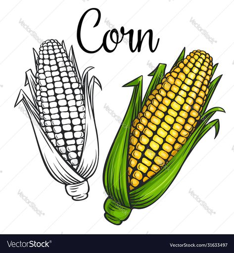 Draw Vegetables, Corn Vector, Serbian Christmas, Corn Drawing, Corn Painting, Vegetable Drawing, Homemade Books, Recipe Drawing, Food Doodles