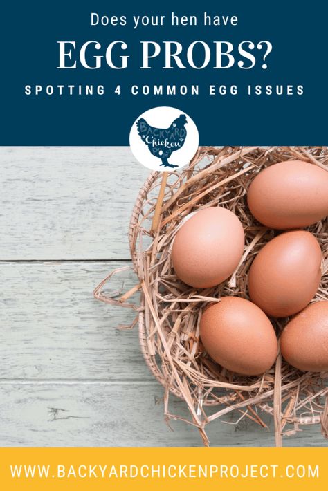 Chicken Egg Problems, Chicken Eggs Problems, Ky Jelly, Preparation H, Bird Breeds, Hydrocortisone Cream, Chicken Health, Raising Backyard Chickens, Egg Production