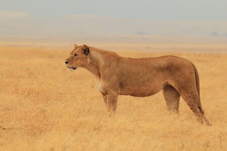 Lineart Ideas, Lioness Walking, Lioness Photo, Lion Walking, Elephant Shrew, Leopard Painting, Lions Photos, Africa Wildlife, Lion And Lioness