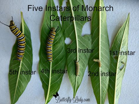 #Monarch caterpillars will molt (shed skin) five times. Each developmental stage is called an instar. Diy Caterpillar Habitat, Monarch Waystation, Monarch Butterfly Habitat, Raising Monarch Butterflies, Raising Butterflies, Butterfly Facts, Monarch Butterfly Garden, Butterfly Feeder, Butterfly Garden Plants