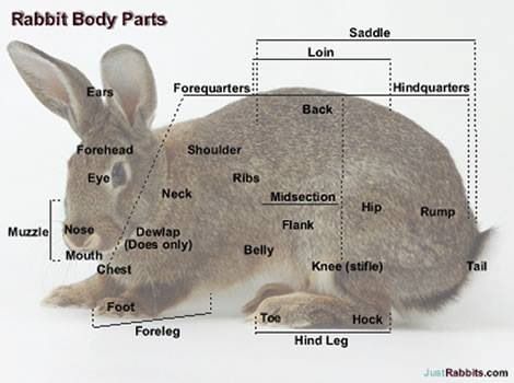 Knowing what something is called on your rabbit is a big deal! Rabbit Anatomy, Bunny Homes, Mini Rex Rabbit, Rabbit Information, Show Rabbits, Rabbit Stuff, Pet Rabbit Care, Lionhead Rabbit, Rabbit Farm