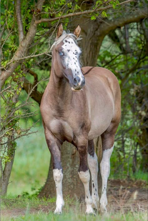 Beautiful blue-eyed grulla horse showing a lighter body, back stripe, and the dark facial "dun mask." Horse Frontal View, Beautiful Horses Rare, Rare Horse Colors, Beautiful Horse Breeds, Unique Horses, Grulla Horse, Horse Images, Morgan Horses, Horse Coat Colors