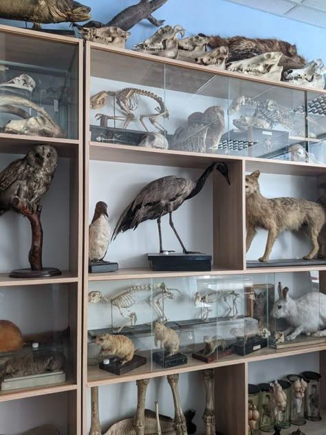 Dark Academia Zoology, Skull Collection Display, Taxidermy Room Ideas, Anatomy Room Decor, Taxidermy Room, Entomology Decor, Naturalist Decor, Oddities Collection, Taxidermy Decor