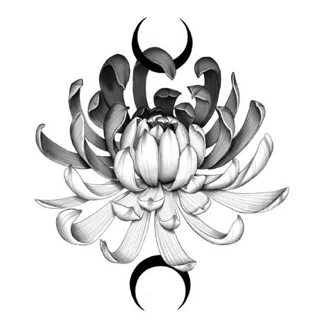 Chrisanthiums Flowers Drawing, Flower Reference Drawing, Black Chrysanthemum Tattoo, Chrisantemum Flower Tattoo, Crysantenum Flower, Chrysanthemum Tattoo Design, Chrysanthemum Drawing, Chrysanthemum Flower Tattoo, Chrysanthemum Design