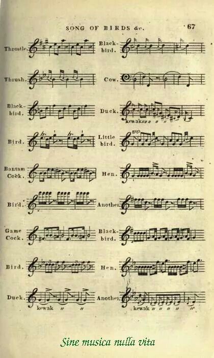 . Flute Sheet Music, Violin Sheet Music, Flute Music, Music Humor, Teaching Music, Music Theory, Song Bird, Music Lessons, Sound Of Music