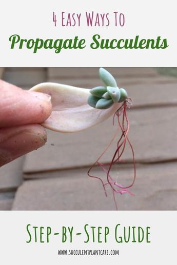 How To Grow A Succulent From A Leaf, Indoor Garden Setup Ideas, Water Propagation Succulents, Succulent Water Propagation, Succulent Propagation In Water, Succulent Leaf Propagation, Flap Jack Succulent, How To Grow Succulents From Leaves, Succulent Pot Ideas Diy