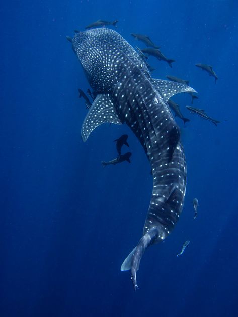 WhaleShark_1000 Swimming In The Ocean, Shark Pictures, You Are My Moon, Underwater Animals, Water Animals, Beautiful Sea Creatures, Cute Shark, Oceanography, Aquatic Animals