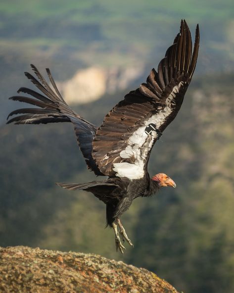 Los Padres National Forest, California Condor, Pinnacles National Park, National Parks America, Carlsbad Caverns National Park, National Wildlife Federation, Kings Canyon National Park, National Park Photos, National Park Road Trip