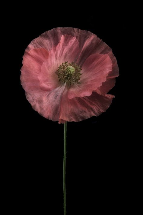 Mostly poppies on Behance Photography Effects, Nature Photoshoot, Floral Photography, Flower Photography, Succulent Arrangements, Beauty Queen, Cute Patterns Wallpaper, Flower Photos, Photography Design