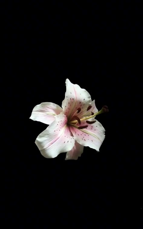 High Definition Flower Wallpapers, Flower Wallpaper Initial, Dark Feminine Phone Wallpaper, Flower Wallpaper Iphone Black Background, Matching Flower Wallpaper Iphone, Flower Wallpaper With Black Background, Flower Initial Wallpaper, Hibiscus Flower Wallpaper Iphone Black Background, Flowers With A Black Background