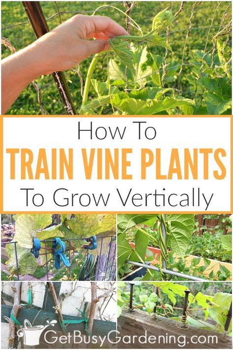 Mini Homestead, Vining Flowers, Grow Vertically, Training Vines, Vine Plants, Wall Trellis, Growing Vines, Gardening Design, Future Garden