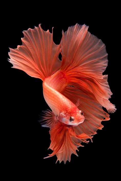 Beautiful Tropical Fish, Goldfish Art, Betta Fish Types, Pink Jellyfish, Pretty Fish, Carpe Koi, Halfmoon Betta, Beautiful Sea Creatures, Fish Wallpaper