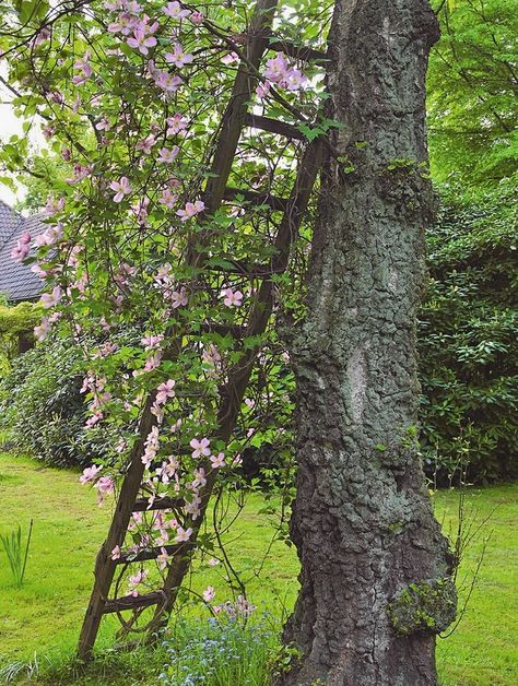 wooden ladder wrapped in climbing plants homemade garden decorations Garden Ladder Ideas, Indoor Vines, Garden Ladder, Homemade Garden Decorations, Old Ladder, Garden Obelisk, Upcycle Garden, Moss Garden, Garden Decor Ideas