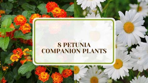 Discover beautiful companion plants to enhance your garden alongside petunias. This guide explores various plant pairings that not only complement petunias but also add visual appeal and value to your garden space. Learn about the best combinations to create a vibrant and harmonious garden environment. Plant Pairings, Very Beautiful Flowers, Moth Caterpillar, Attracting Beneficial Insects, Companion Plants, White Flies, Fall Care, Powdery Mildew, Neem Oil