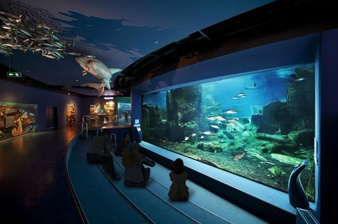 Istanbul Aquarium, Big Aquarium, Home Aquarium, Marine Aquarium, Aquarium Design, Travel Route, Hagia Sophia, Swimming Pool Designs, Digital Signage