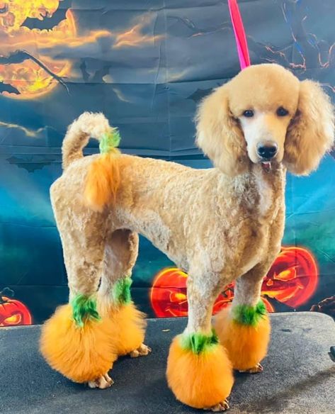 Poodle creative groomed to have pumpkins on its poms and tail! Poodle Dyed Fur, Halloween Dog Hair Dye, Poodle Halloween Dye, Halloween Poodle Groom, Dog Grooming Dye Ideas, Creative Grooming Dogs, Poodle Colored Hair, Opawz Creative Grooming, Dog Hair Dye Ideas Halloween