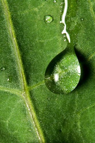 Water Still Life Photography, Leaf With Water Drop, Water Drop Images, Color Markers Art, Water Droplets Art, Water Droplets Photography, Water Droplet Photography, Water Droplet On Leaf, Herbal Toothpaste