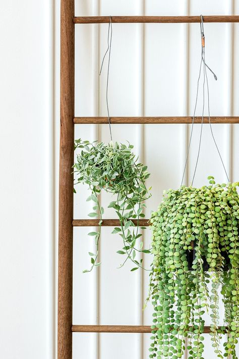 Dischidia Oiantha, Plants Hanging, Hanging Plants Indoor, Wood Rack, Wooden Rack, Wooden Ladder, Plants Indoor, Hanging Plant, Scandinavian Home