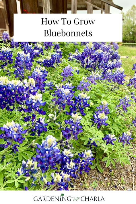 Have you ever grown your own bluebonnets in Texas? If you have traveled to see a field of spring bluebonnets, then you know they are beautiful. A photo in a field of Texas bluebonnets is classic. You can actually grow your own bluebonnets in Texas. Bluebonnet Flower, Memorial Beads, Outside Plants, Lake Garden, Texas Bluebonnets, Replant, Blue Bonnets, Growing Flowers, Grow Your Own