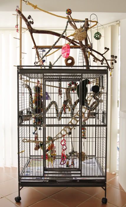 Parrot cage with play gym Amazon Parrot Cage Setup, Parrot Cages Ideas, Quaker Parrot Cage Setup, African Grey Parrot Cage Ideas, Conure Cage Setup, Parrot Cage Setup, Cockatiel Cage Setup, Parrot Enclosure, Bird Cage Setup