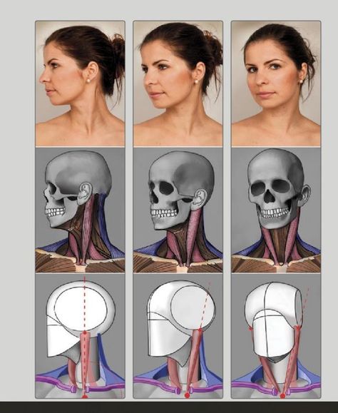 Face Muscles Anatomy, Neck Muscle Anatomy, Anatomy Images, Head Anatomy, Facial Anatomy, Face Anatomy, Anatomy Sculpture, 얼굴 드로잉, Anatomy Tutorial