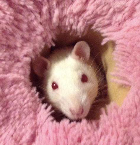 My white rat with red eyes White Rat Aesthetics, Rat With Red Eyes, Rat Photos, Albino Rat, Biggie Cheese, Tiny Teddy Bear, White Rat, Red Rat, The Cutest Animals