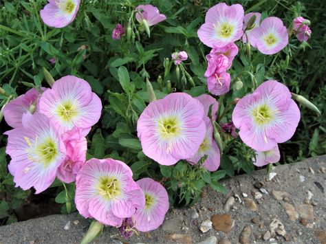 Showy Evening Primrose, Primrose Tattoo, Hand Lens, Late Winter, Evening Primrose, Favorite Flowers, Single Flower, Floral Display, Flower Bud