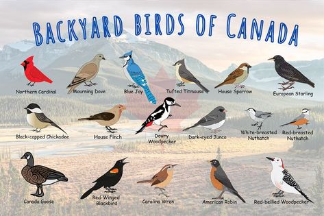 Canadian Birds, Ontario Birds, Bird Nails, Canada Wildlife, Canada Poster, Bird Identification, Bird Types, Product Inspiration, American Robin