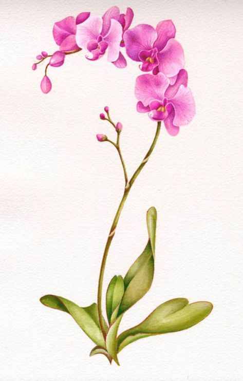 Orkide Flower Drawing, Pink Orchid Painting, Orchid Drawing Watercolor, Pink Orchid Drawing, Orchid Design Drawing, Orchid Reference Photo, Pink Orchid Tattoo, Orchids Reference, Watercolor Orchids Painting