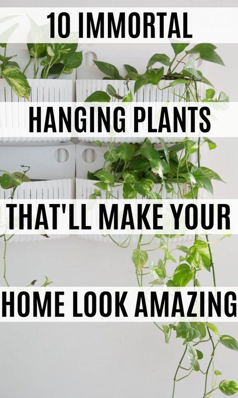 Indoor Plant Furniture, Hanging Plant Living Room Corner, Indoor Plant Hangers Ceiling, Plants In Bedroom Hanging, Hanging Plants Next To Bed, Hanging Plants With Curtains, Best Plants For Hanging Baskets Indoor, Plant Hanger In Front Of Window, Plants Hanging From Ceiling Living Rooms