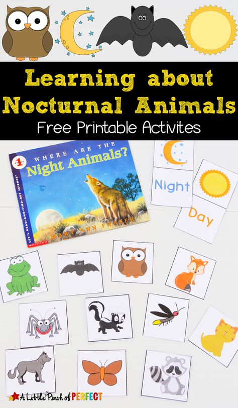 FREE Nocturnal Animals Printables a great resources for learning all about these amazing creatures! Perfect for preschoolers! Animals Free Printable, Nocturnal Animals Activities, Learning About Animals, Diurnal Animals, Animal Crafts Preschool, Animal Printables, Free Printable Activities, Fall Preschool, Nocturnal Animals