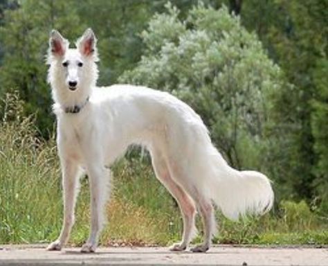 Silken Wolfhound, Windhound Silken, Funny Pics Of Dogs, Dog Pictures Funny, Pics Of Dogs, Silken Windhound, Borzoi Dog, Dog Poses, Animal Study