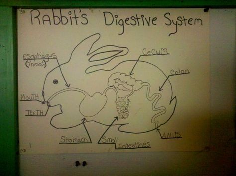 rabbit digestive system 4h Rabbit Poster Ideas, Rabbit Habitat School Project, Rabbit Posters For 4-h, Rabbit Digestive System, Digestive System Of Frog, Horse Digestive System, County Fair Projects, Rabbit Health, Meat Rabbit Colony