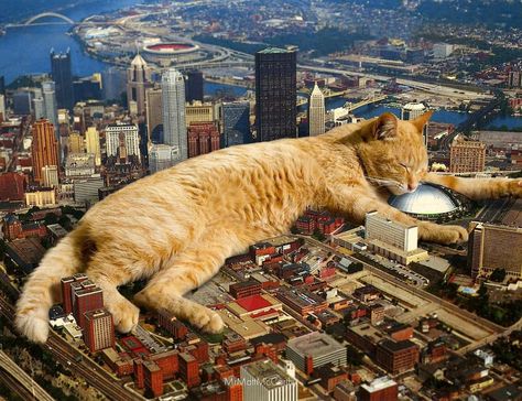 Cat Island, Giant Cat, Photography Collage, Photoshop Collage, Surreal Collage, Creepy Pictures, Photoshop Art, Photo Story, Cat Friendly