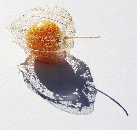 Autumn Fruit, Cape Gooseberry, Wall Art Yellow, Food Wall Art, Orange Autumn, Chinese Lantern, Fall Photography, Fruit Photography, Art Yellow