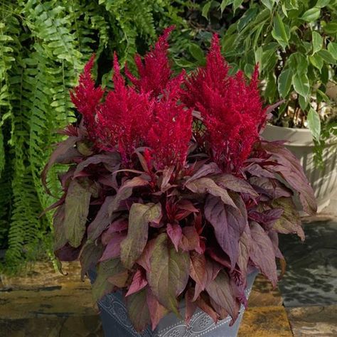 Dragon’s Breath Celosia Dragons Breath Celosia, Dragons Breath Flower, Celosia Argentea, Dragons Breath, Foundation Planting, Plant Tags, Nothing But Flowers, Replant, Fall Plants