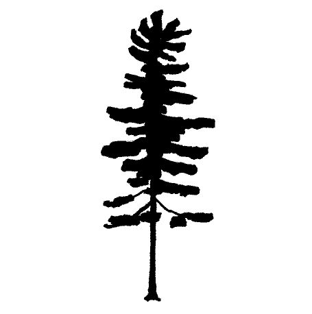 white pine White Pine Silhouette, Pine Silhouette, Pine Logo, Pine Tattoo, Silhouette Tree, Sitka Alaska, Tree Inspiration, Rustic Office, Book Cover Design Inspiration