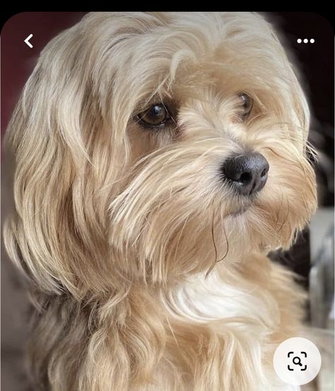 Small Dog Haircut, Malshi Dogs, Havanese Haircuts, Shorkie Puppies, Havanese Grooming, Cavachon Puppies, Puppy Cut, Dog Haircuts, Havanese Puppies