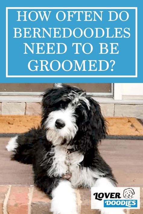 Well, the short answer is it depends on the various types of hair. But, our Bernedoodle has a wavy like texture and she only needs to be brushed once or twice per week. #Bernedoodle #DoodleGrooming Bernedoodle Haircut Styles Short, Mini Bernedoodle Haircut Styles, Bernadoodle Haircuts, Mini Bernedoodle Haircut, Bernedoodle Grooming Styles, Mini Bernedoodle Full Grown, Bernedoodle Haircut Styles, Bernedoodle Grooming, Bernedoodle Haircuts