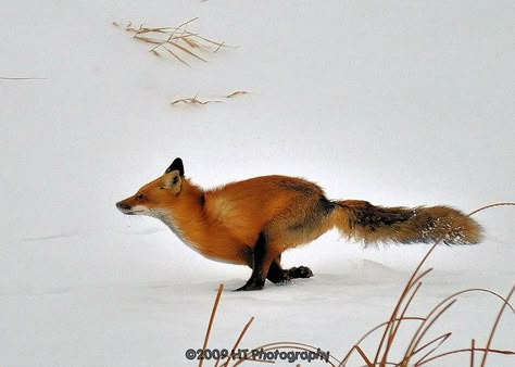 Movement in the fox, directional, use tail for background swish maybe. Fox Movement, Fox Running, Red Foxes, Vulpes Vulpes, Fantastic Fox, Fabulous Fox, Fox Images, Fox Pictures, Fennec Fox