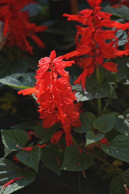 Red Salvia Perennial | Red Salvia Red Salvia Flower, Red Salvia Landscaping, Red Salvia Plant, Salvia Perennial, Tropical Sage, Salvia Flower, Red Salvia, Salvia Plants, Scarlet Sage