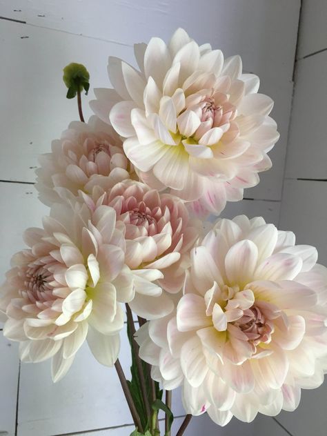 Kelgai Ann - LIMIT ONE TUBER PER HOUSEHOLD | Mayberry Blooms Kelgai Ann Dahlia, Dahlia Aesthetic, Outdoor Shrubs, Dalia Flower, Flower Colouring In, Cut Garden, Dahlia Garden, Dahlia Tubers, Peony Bouquet Wedding