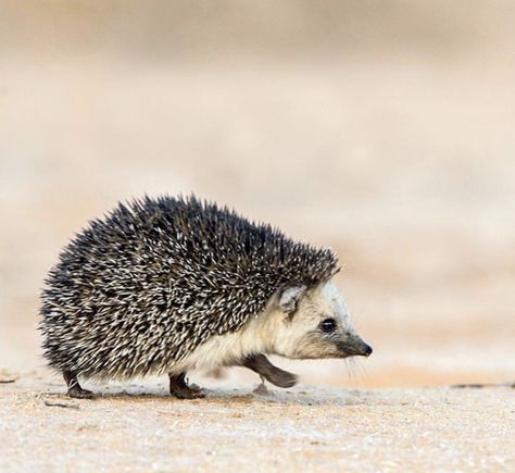 Hedgehog Photography, Hedgehog Photo, Hedgehog Reference Photo, Uk Wildlife Photography, Beautiful Cheetah Photography, Photo Reference, Nature Photos, Metal Art, Birds